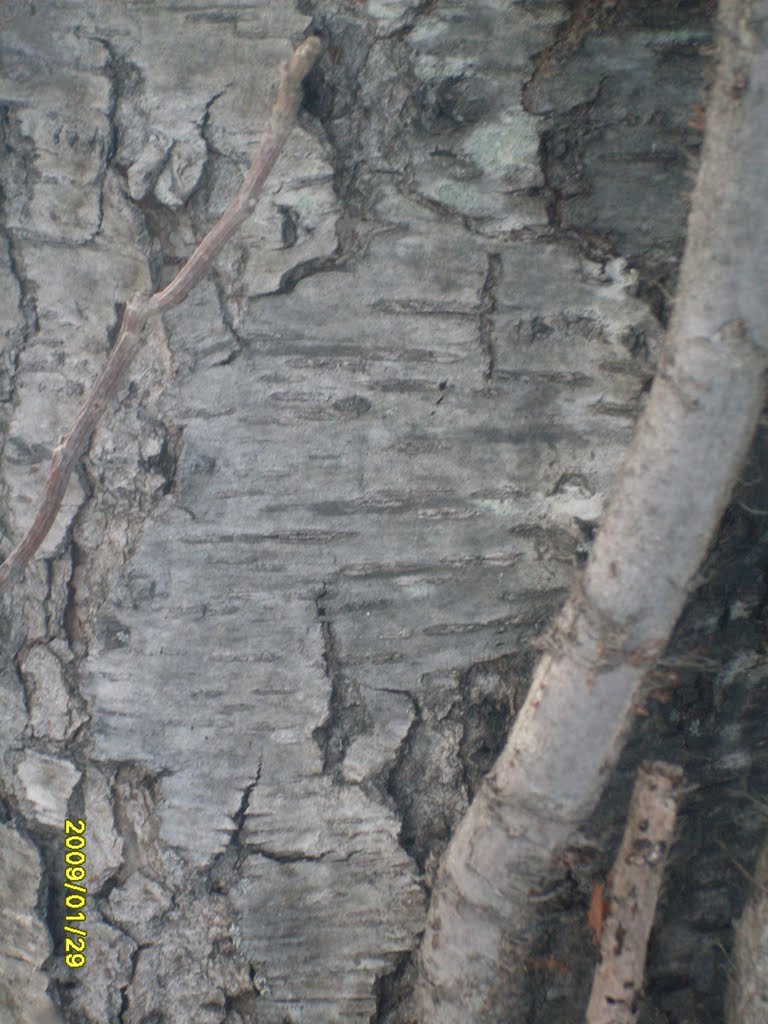 Bark of Elm Tree by KIreland