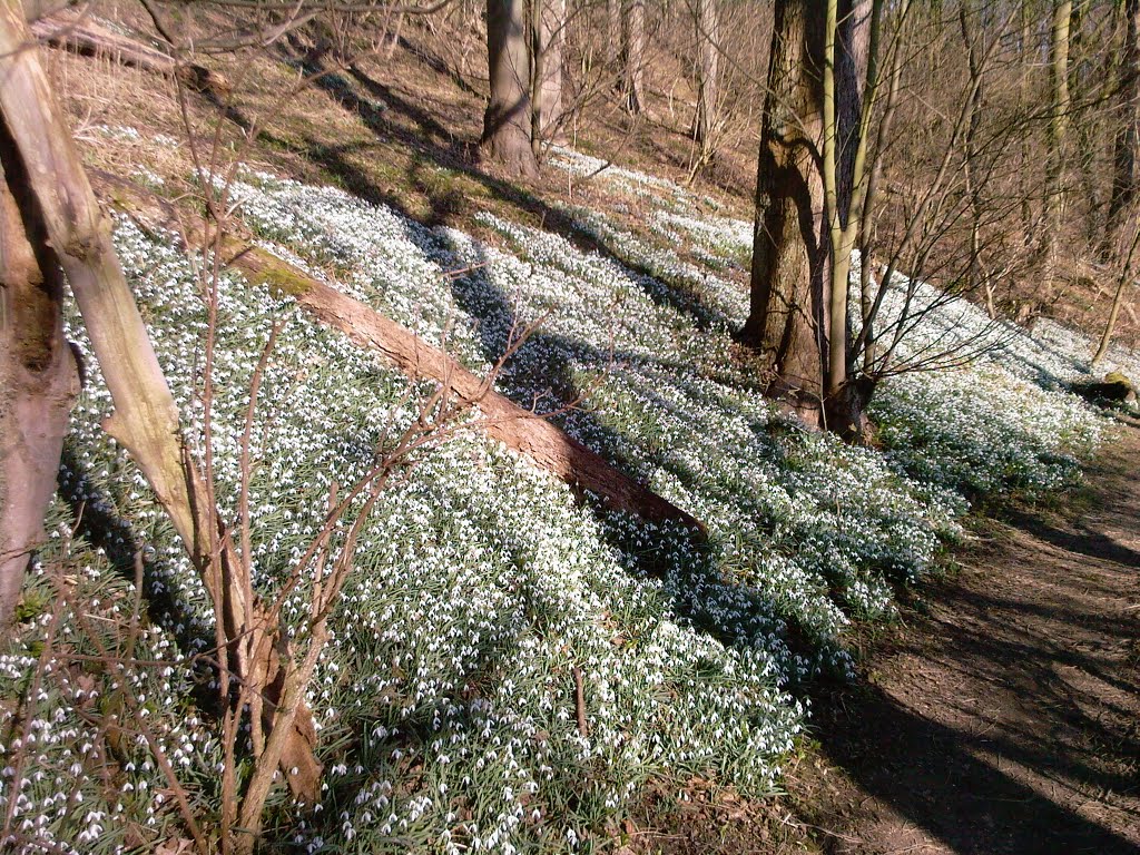 Snowdrops - Feb 2008 by Square4