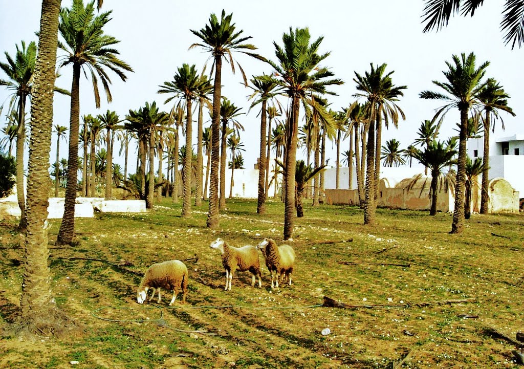 DJERBA MIDOUN by NAVI ABDAVSEN