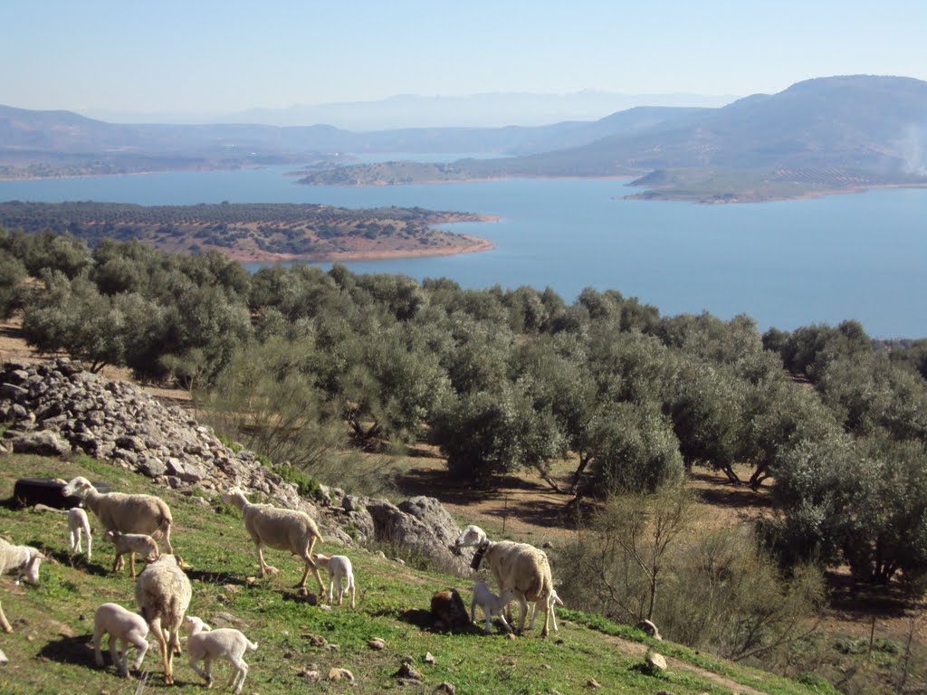 Ovejas junto a las cuevas y el embalse de Giribaile, al fondo la Sierra de Cazorla - El Condado, Jaén by Juan Ardébol