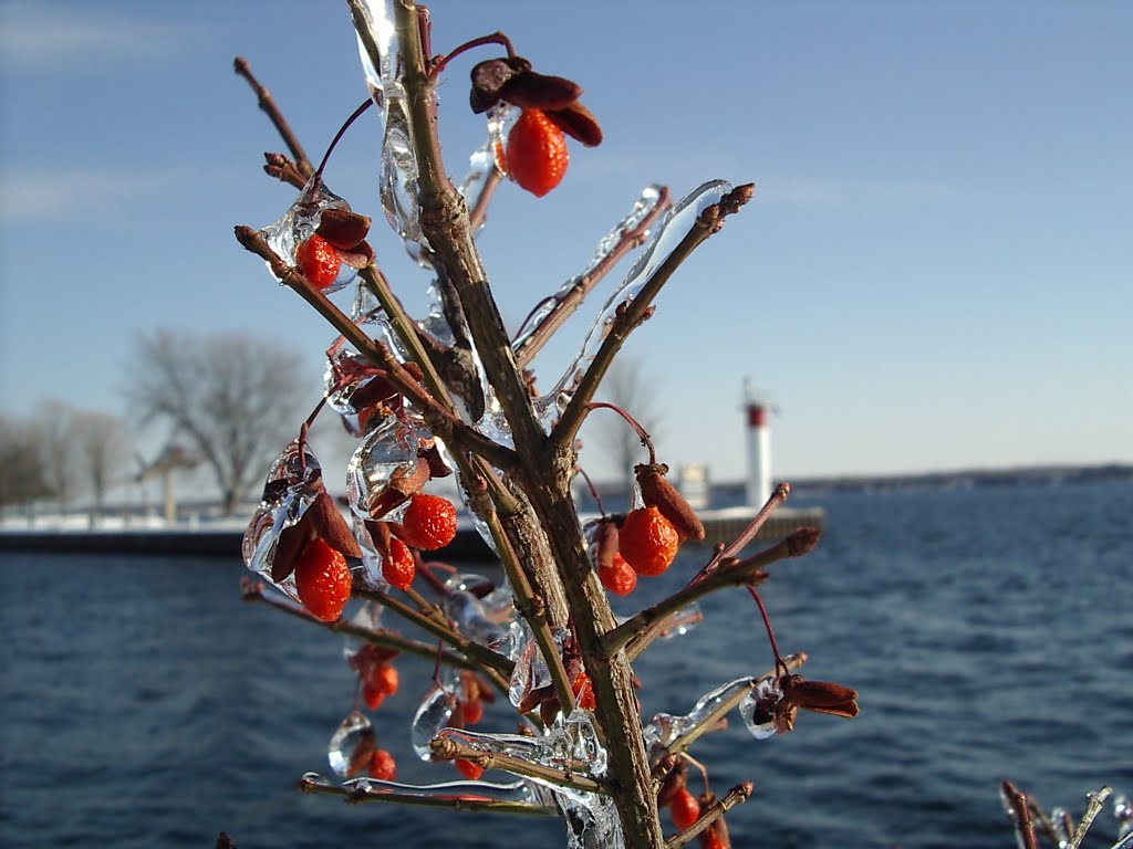 Winter Berries by whatfie