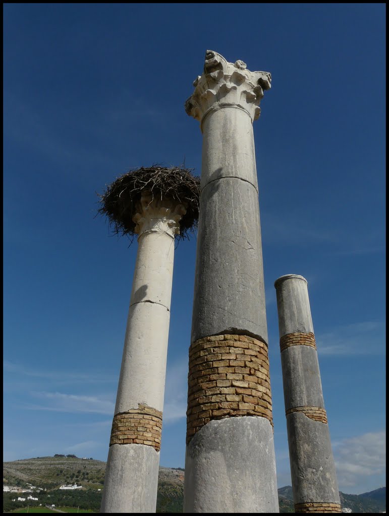 Volubilis by sibir