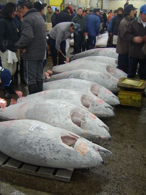 Fishmarket in Tsukiji (Tokyo) by Arcticstone