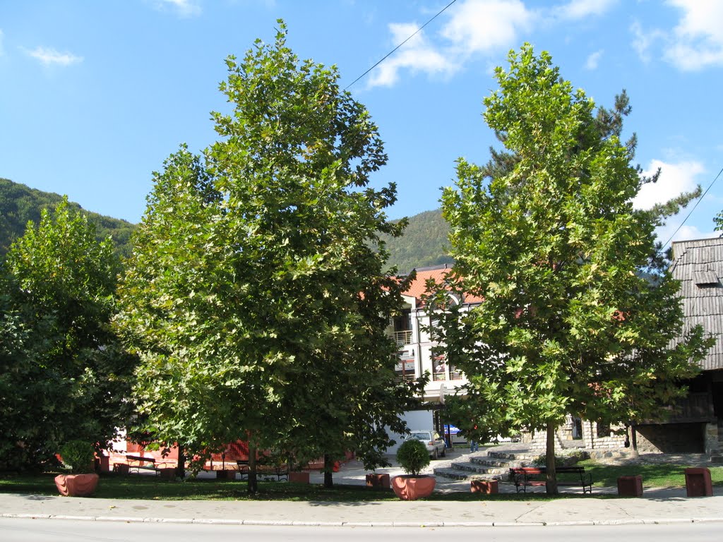 Platanus trees by Marko Randjic