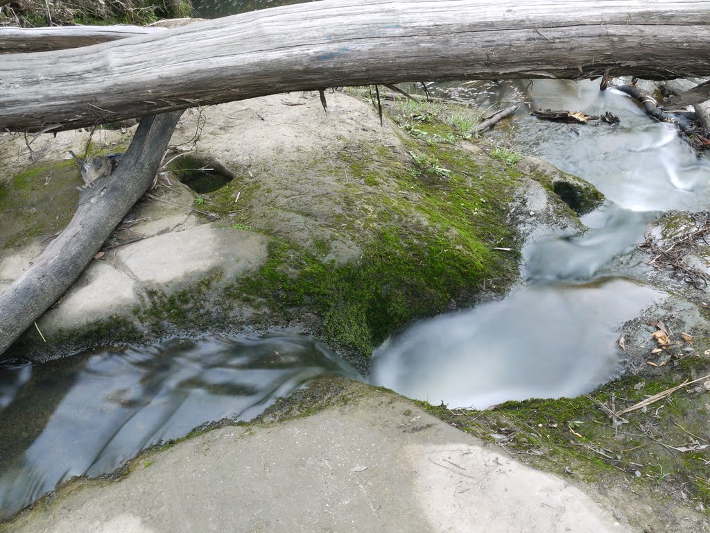 Moire Park Creek Puddle Closeup by Yortw