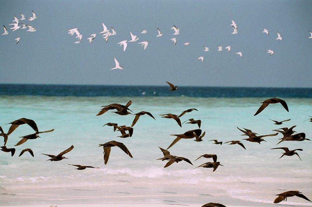 Sandbank near meeru by Victor Paderin