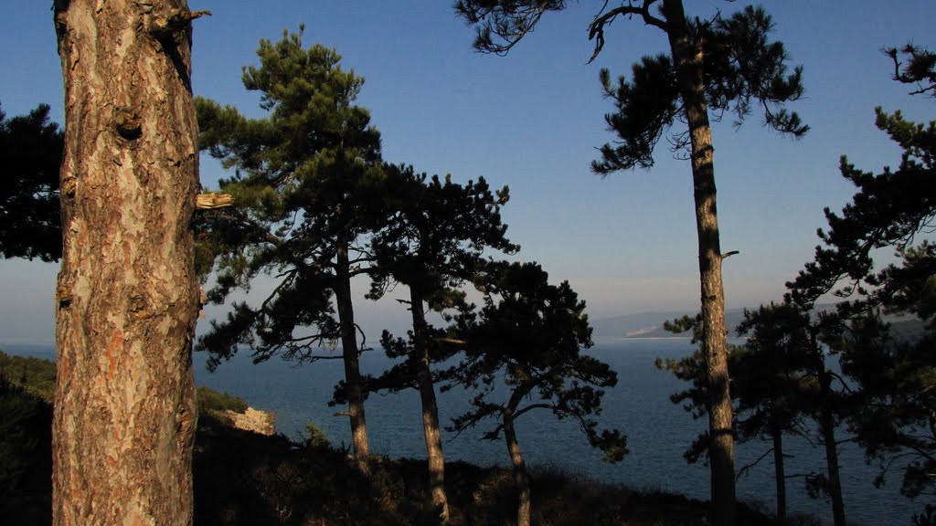 Trees and the sea - Osor by Klaus Jensch