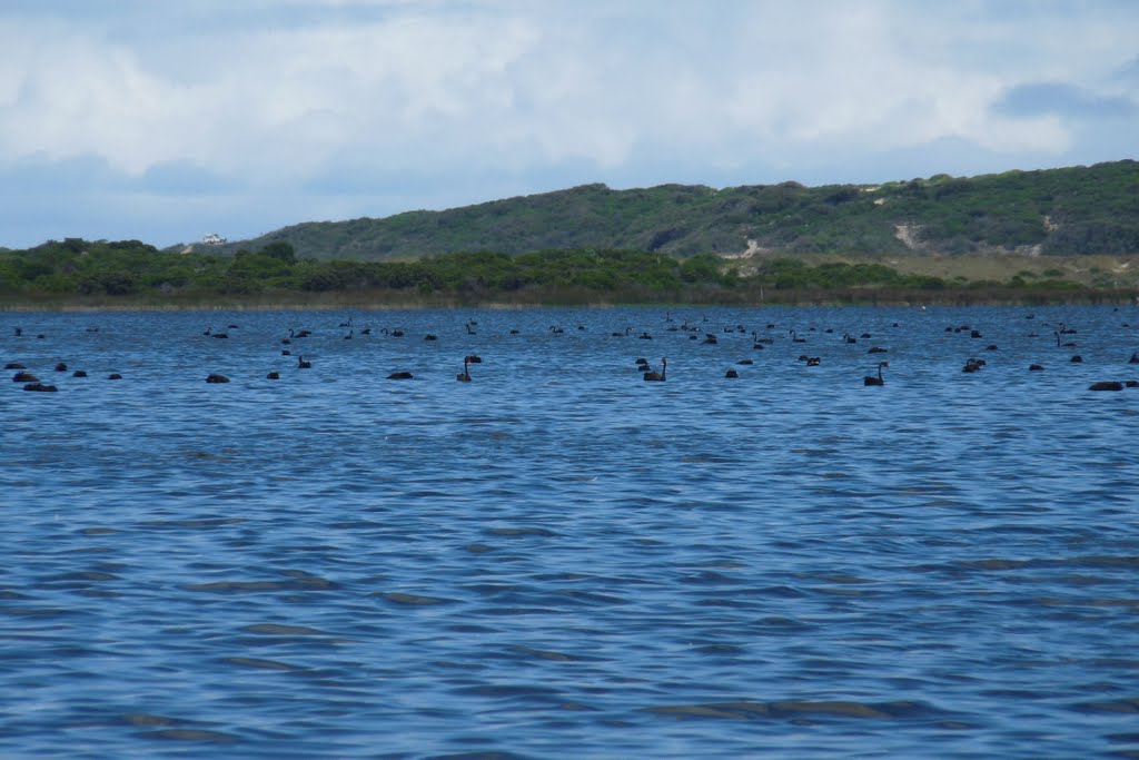 Black Swans on Wilson Inlet by sugarbag1