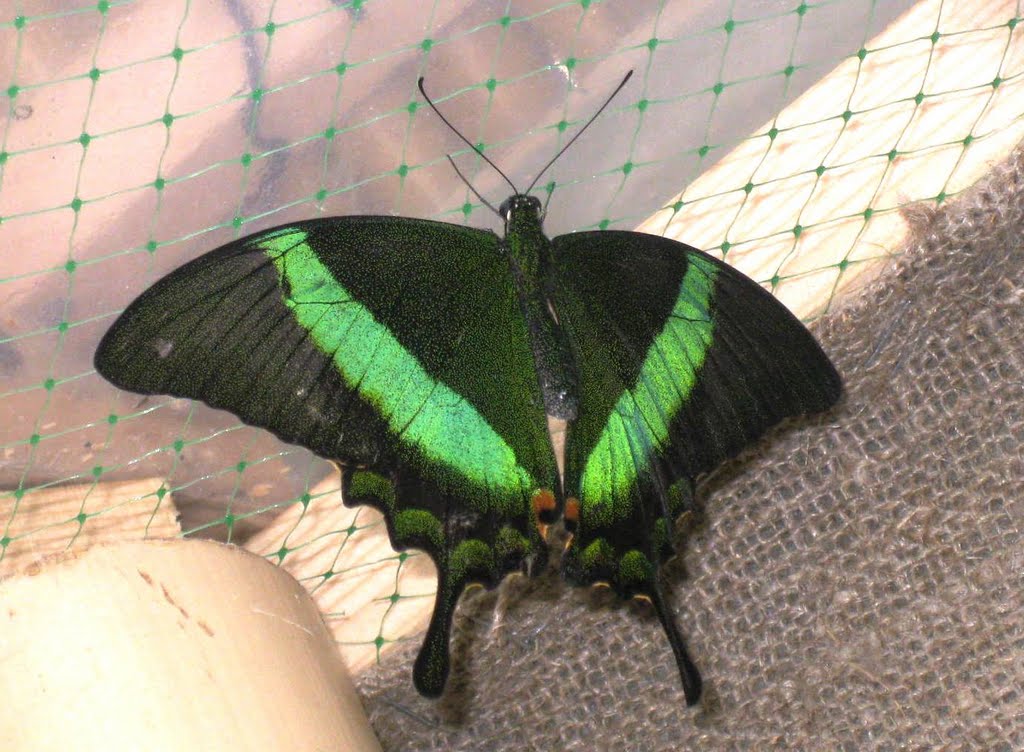 ПАРУСНИК ПАЛИНУР (PAPILIO PALINURUS) by Шавинина Елена