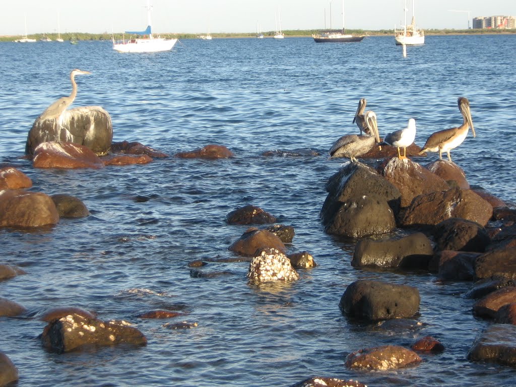 Piedras pelícano by Ricardo Erreguín