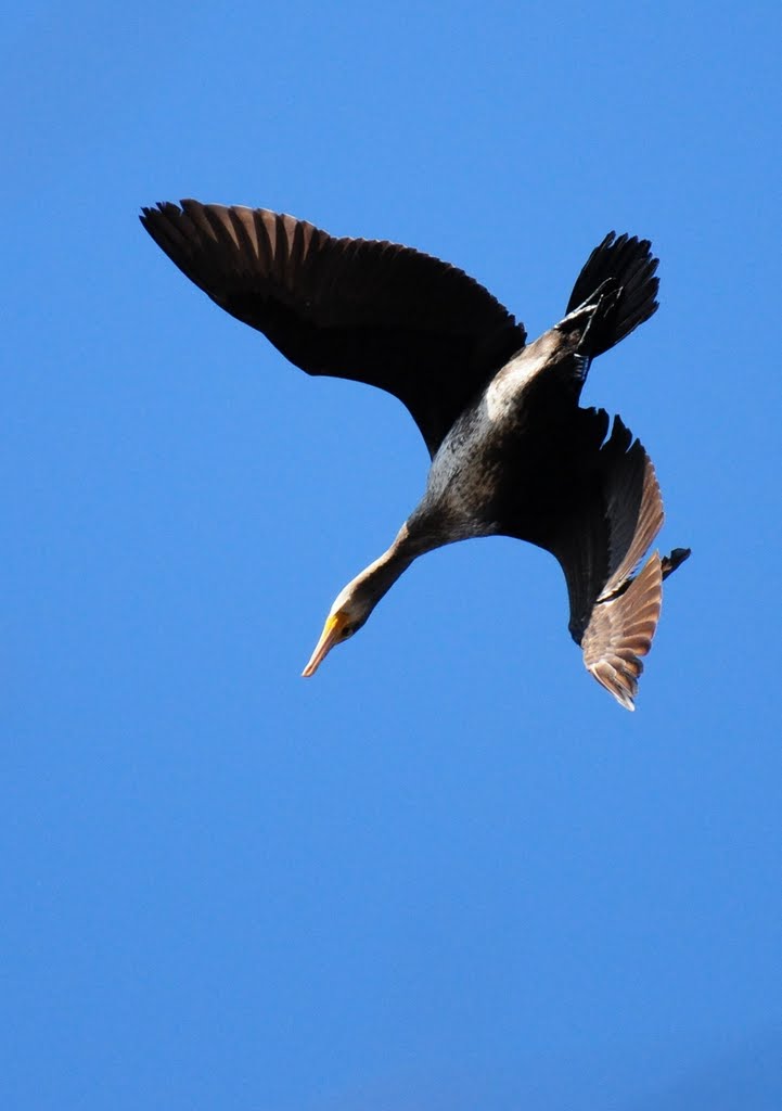 Fishing cormorant (Zsákmányára lecsapó kárókatona) by Harcz Daniel Balázs