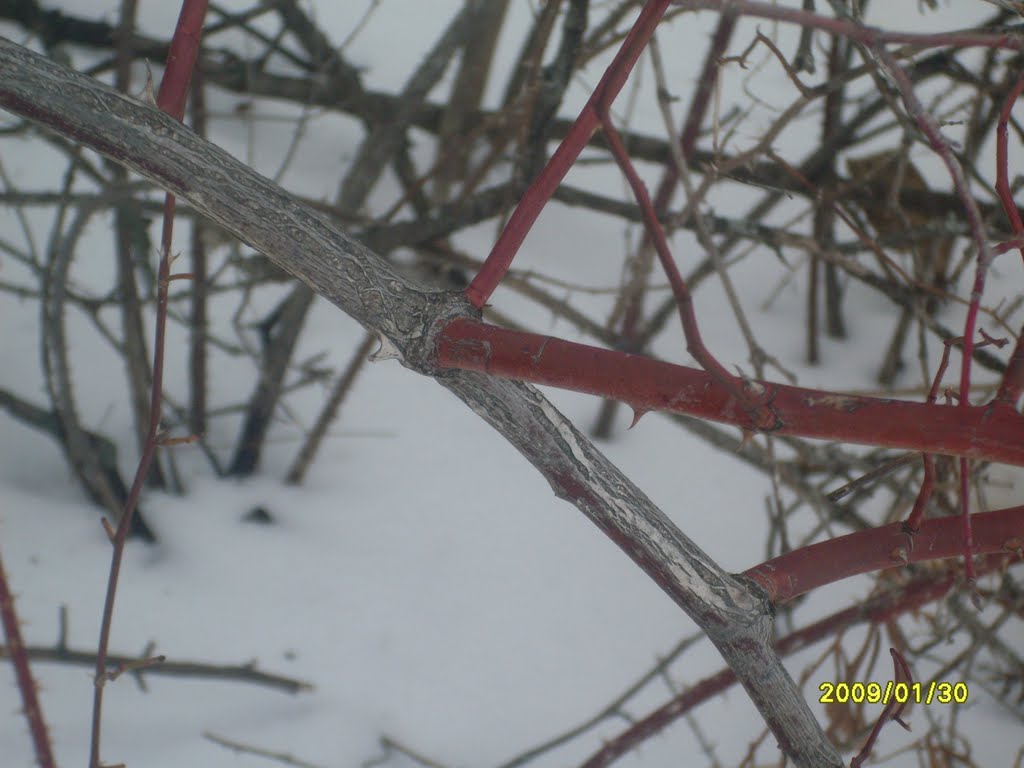 Arching branch of Multiflora Rose in January by KIreland