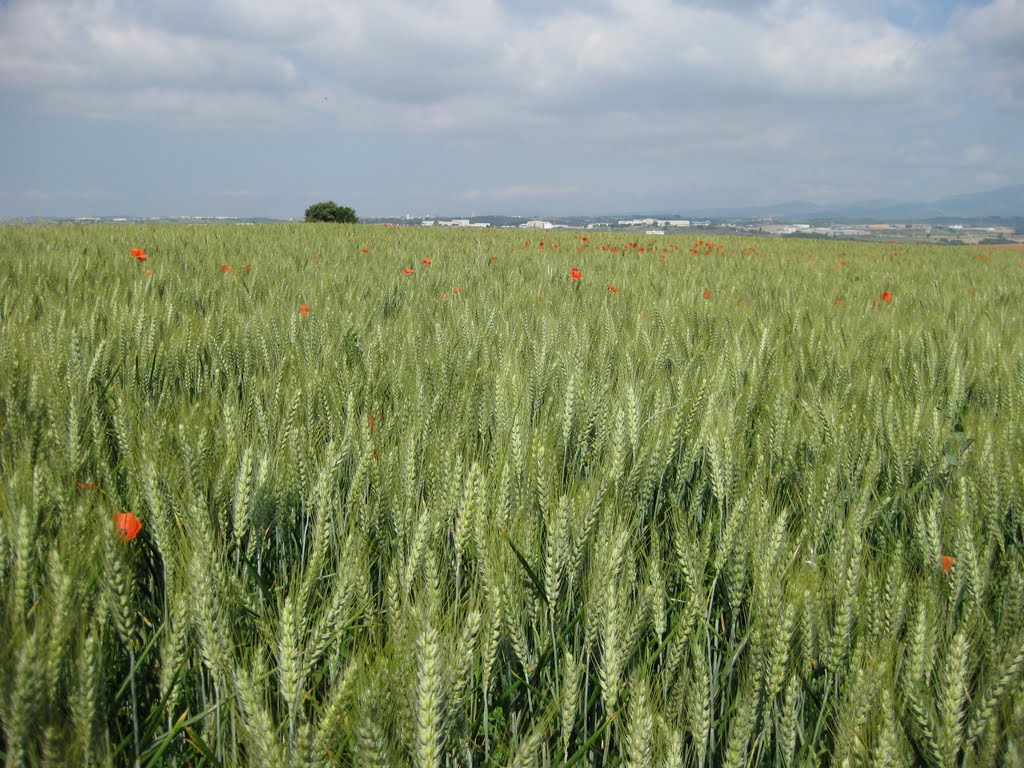 Cereals by Antoni Pous Garriga