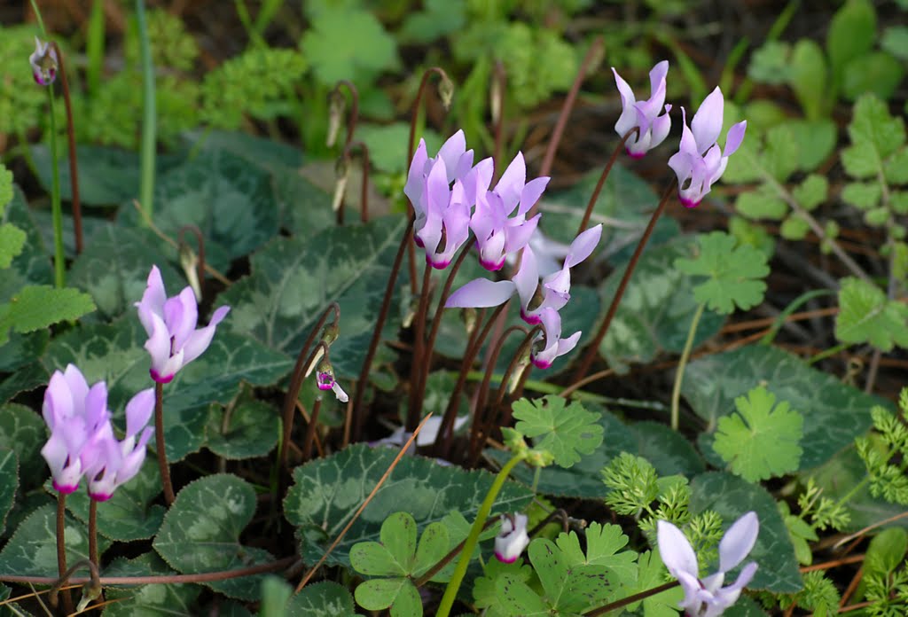 February cyclamen .... by Nadia Kushnir