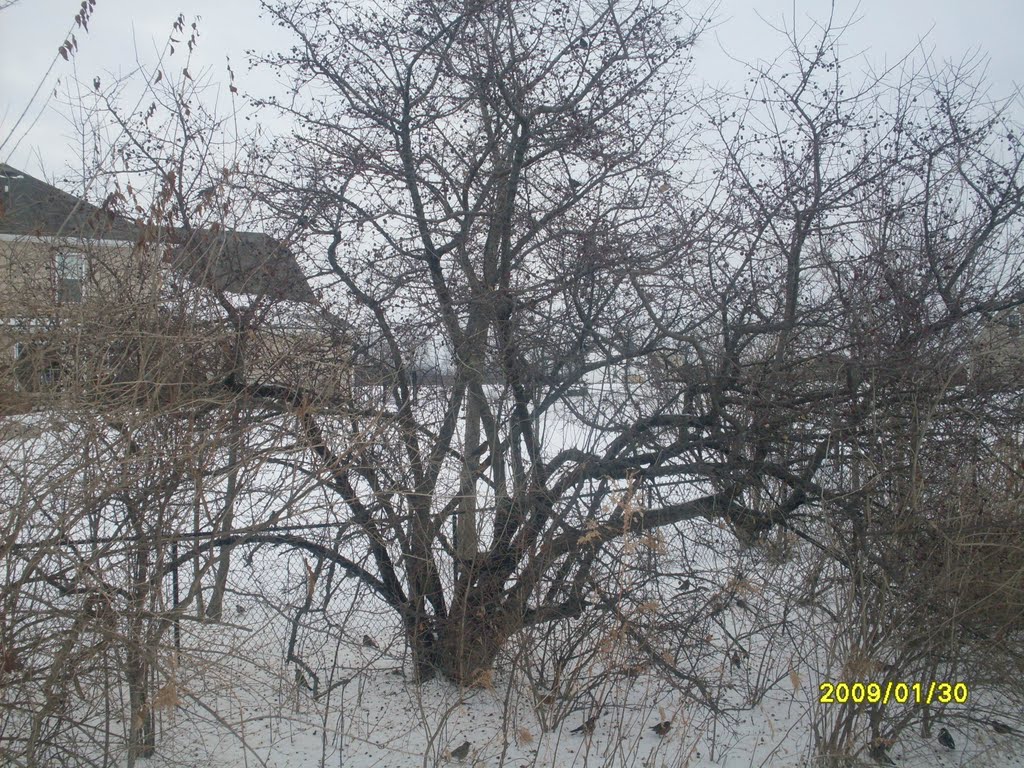 Birds eating cherries from Cherry Tree in January by KIreland