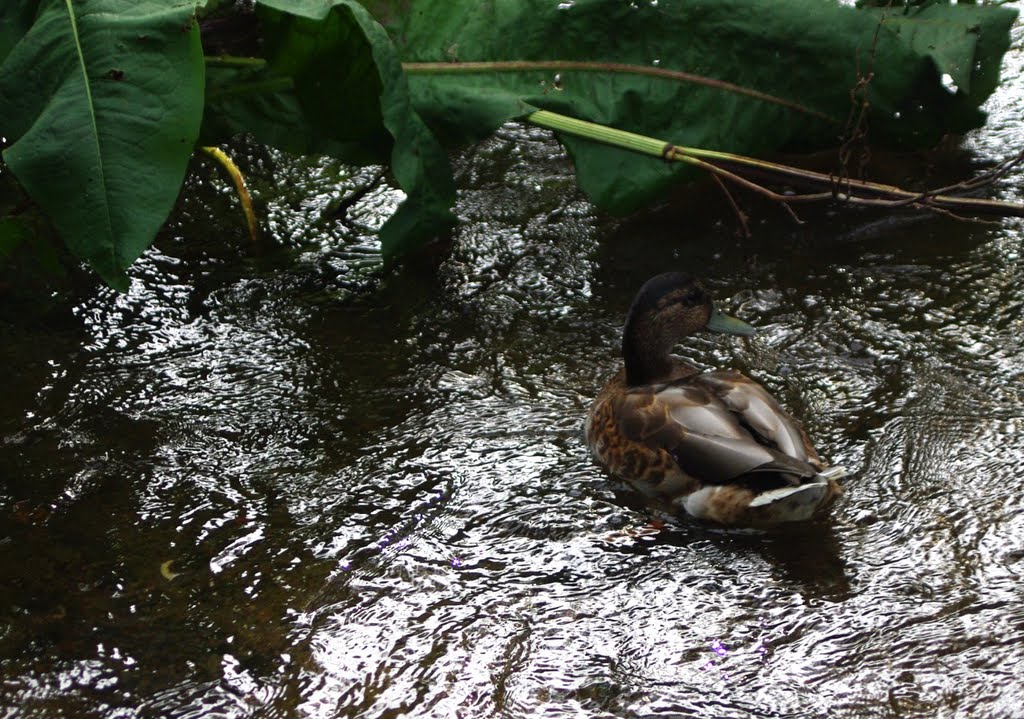 Ente in lynau by jaroslaw noworyta