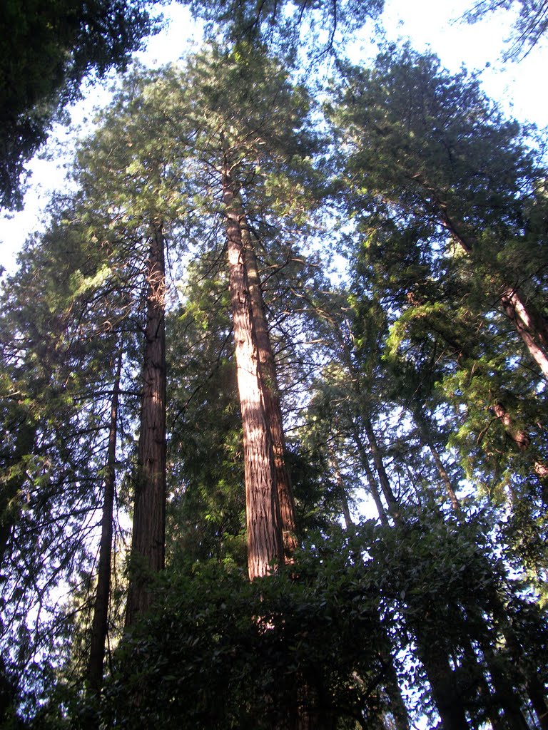 Muir Woods by karen_raab