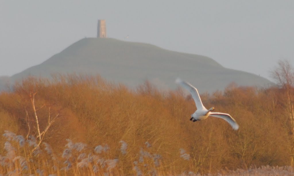 Glastonbury Tor,Bewick Swan Coming in for landing          http://www.flickr.com/photos/17612257@N00/ by Snapp3r