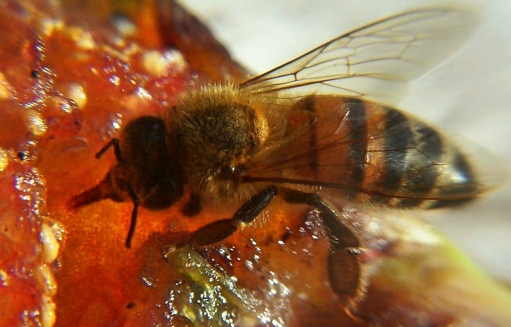 ABEJA BUSCANDO COMIDA by romualdoemilio