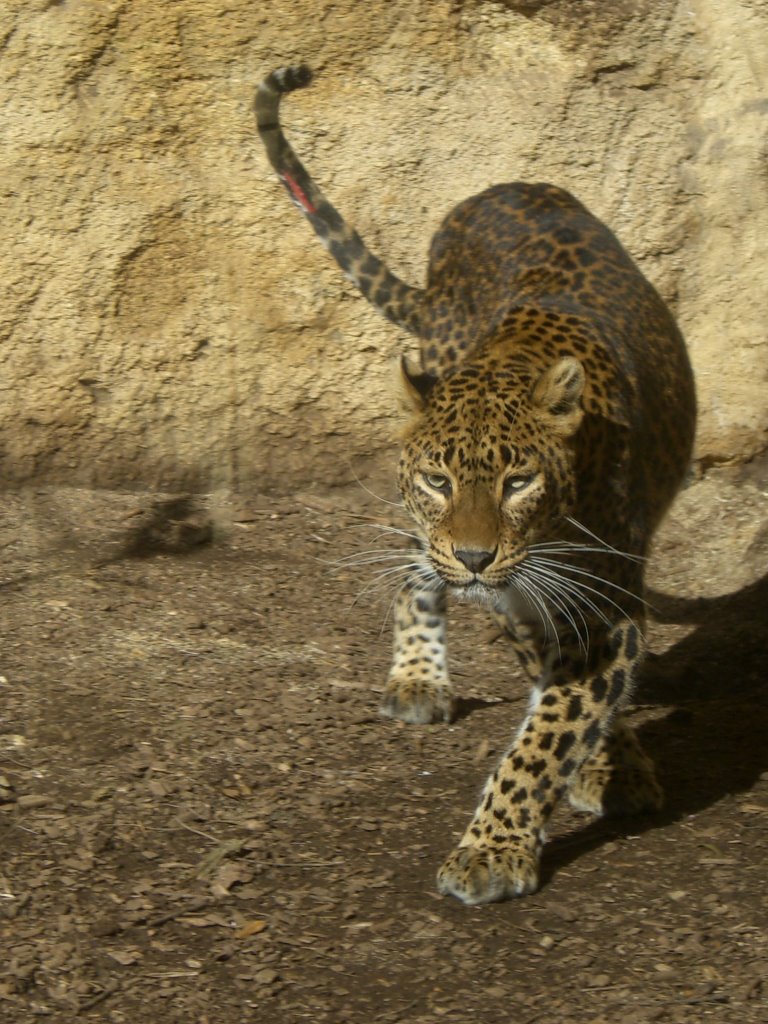 Léopard du Sri Lanka by zoodedoué