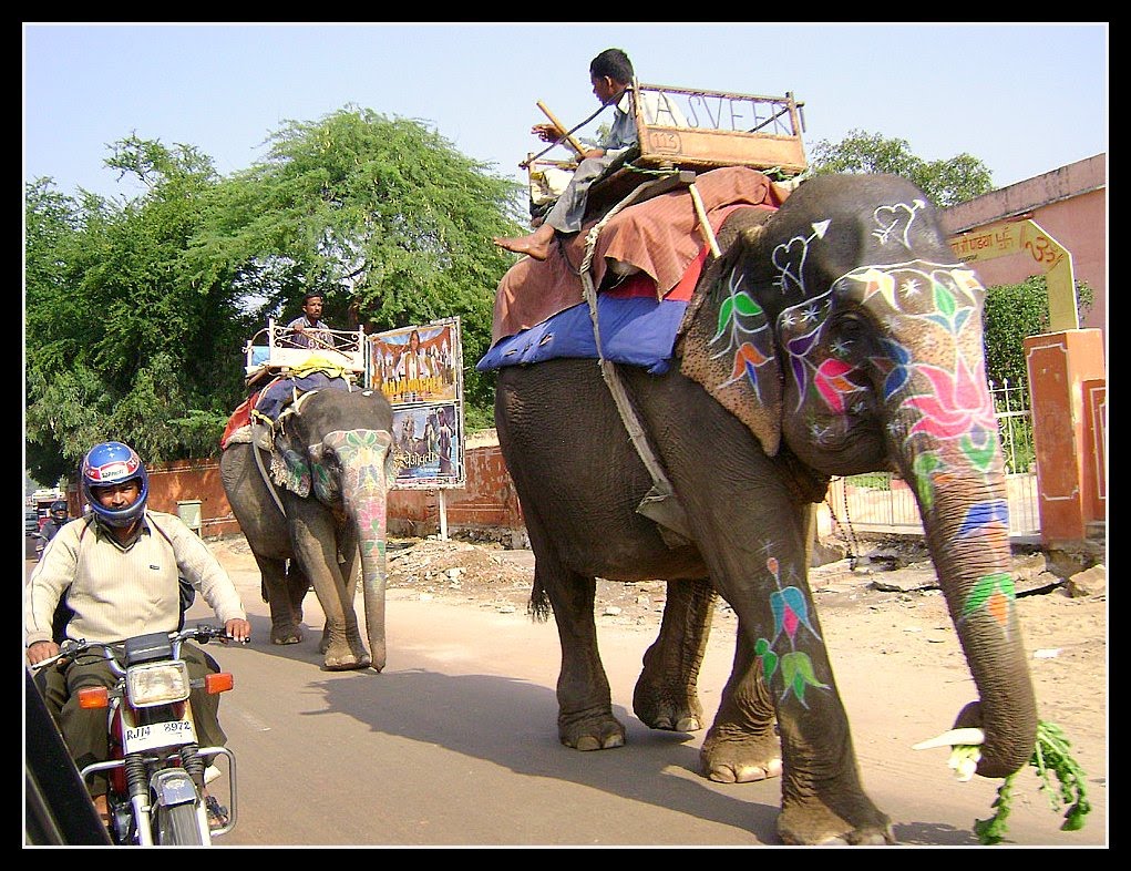 On the Amber fort road by M desPlanteurs