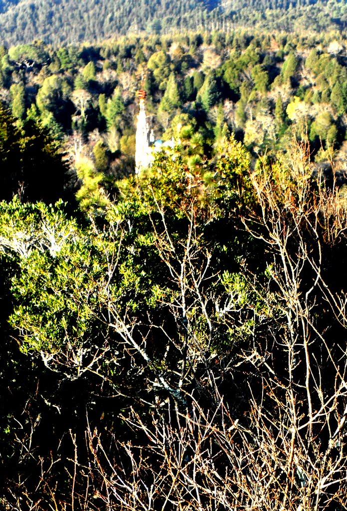 Buçaco ali baixo, foresta maravelhosa by maiqui