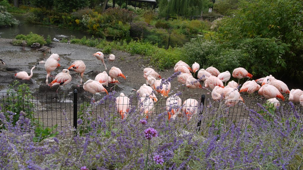 Lincon park Zoo Chicago IL USA by Dhirubhai Patel