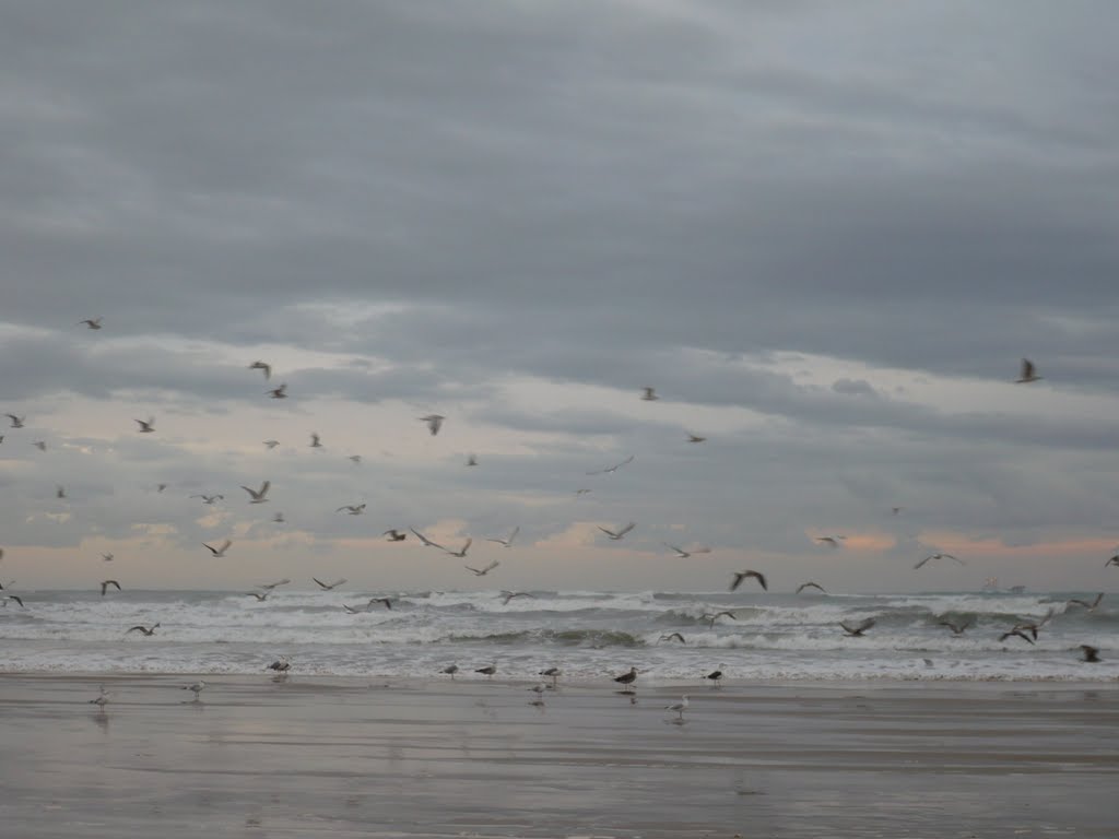 Gaviotas by tvaya_sonrisa