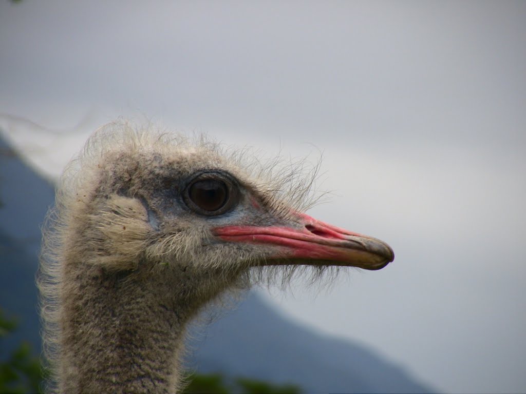 Animals Peulla Chile by Josep ..