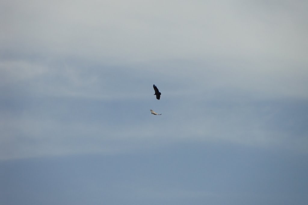 Condor sur Verdon. by ugopoz