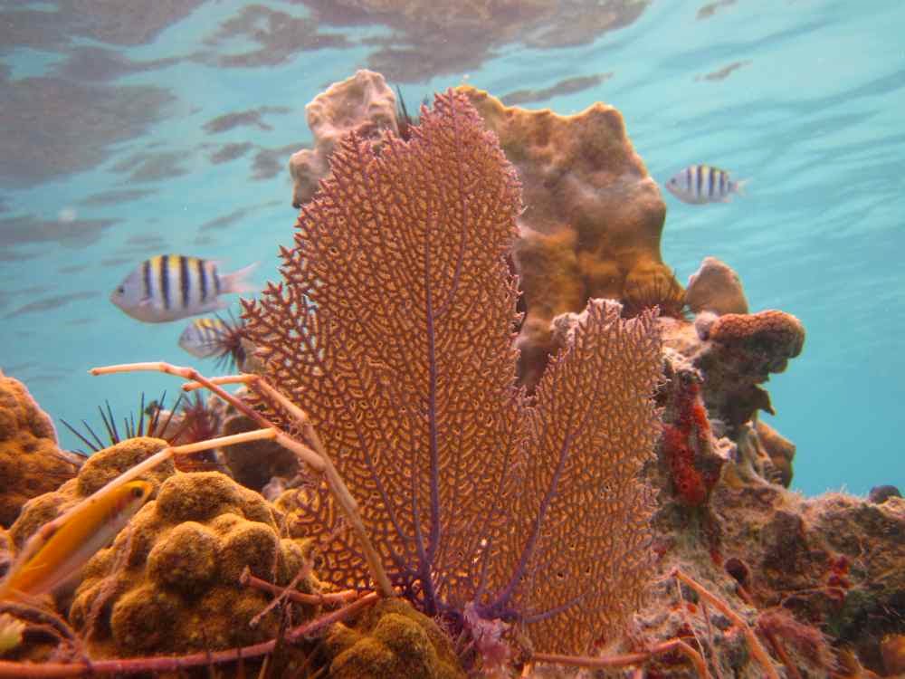 Riff snorkeling at Tina Beach by werna