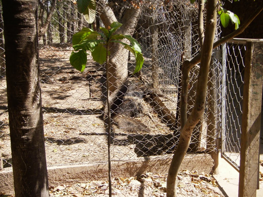 EXPEDIÇÕES:TAMANDUÁ CAMUFLADO by SPIRIT OF ADVENTURE