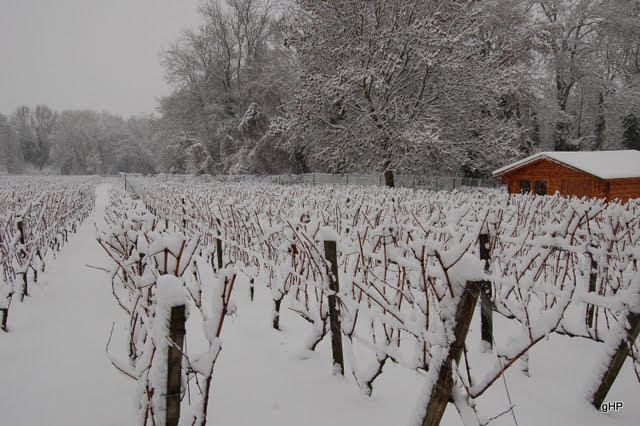 La vigne en hiver by geneviève herichi