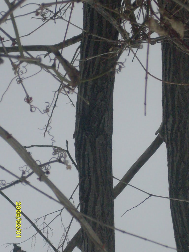 Black Walnut tree bark on trunk by KIreland