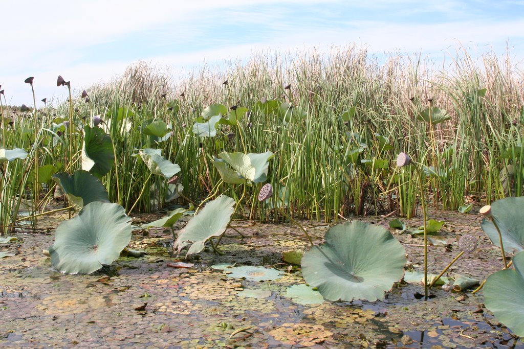 Lotuses Fields by planeta