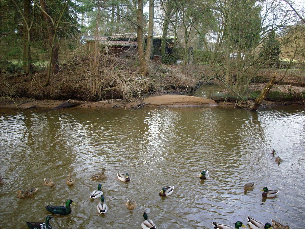 (H©) Februar 2011 / Der Mühlenbach, Paradies für Enten und Nutrias / 7 by Hannes Th.