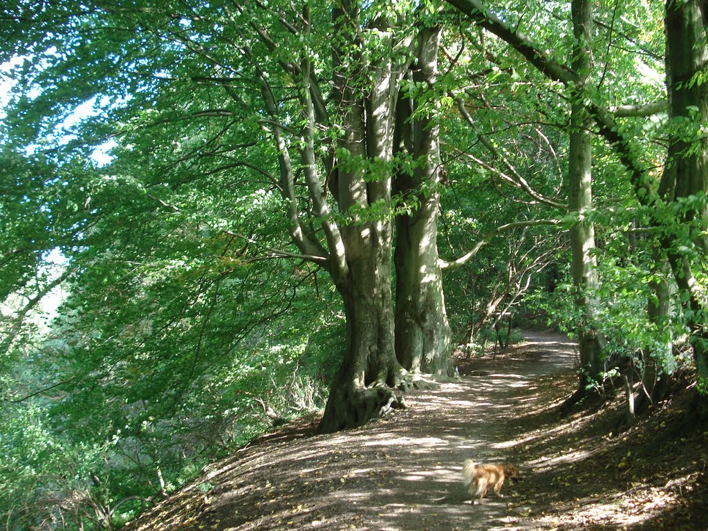 Baum mit Liebesbotschaft im Nacker Bachtal, 20.09.2010 ***Bild 1*** by Rolfi