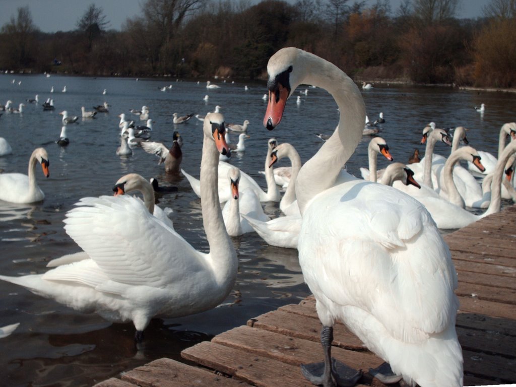 Swans in Cosmeston Country Park by Juliet Cullen