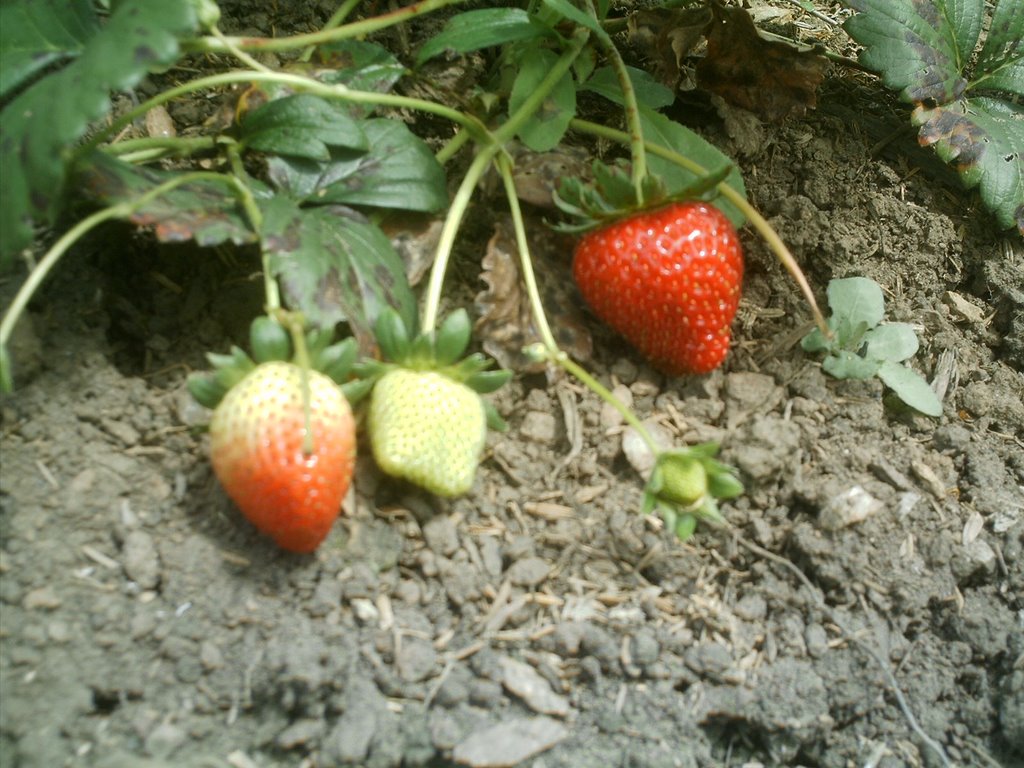 Cultivo de fresas, colonia tovar by wilfredo acosta