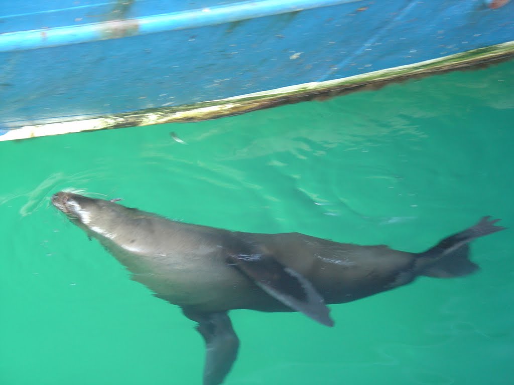 Seal playing in Hout Bay harbour by ufo22jim