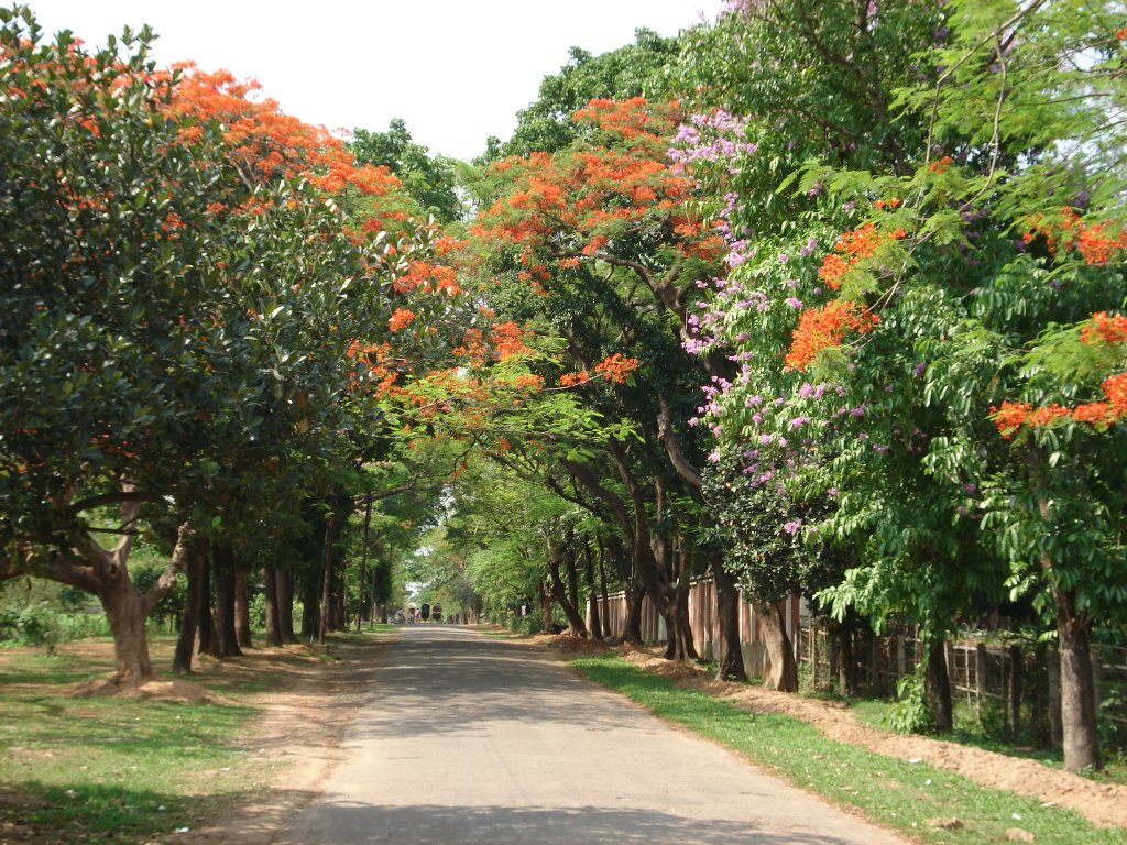 Beautiful Campus, JU, Bangladesh by Mir Abul Kashem