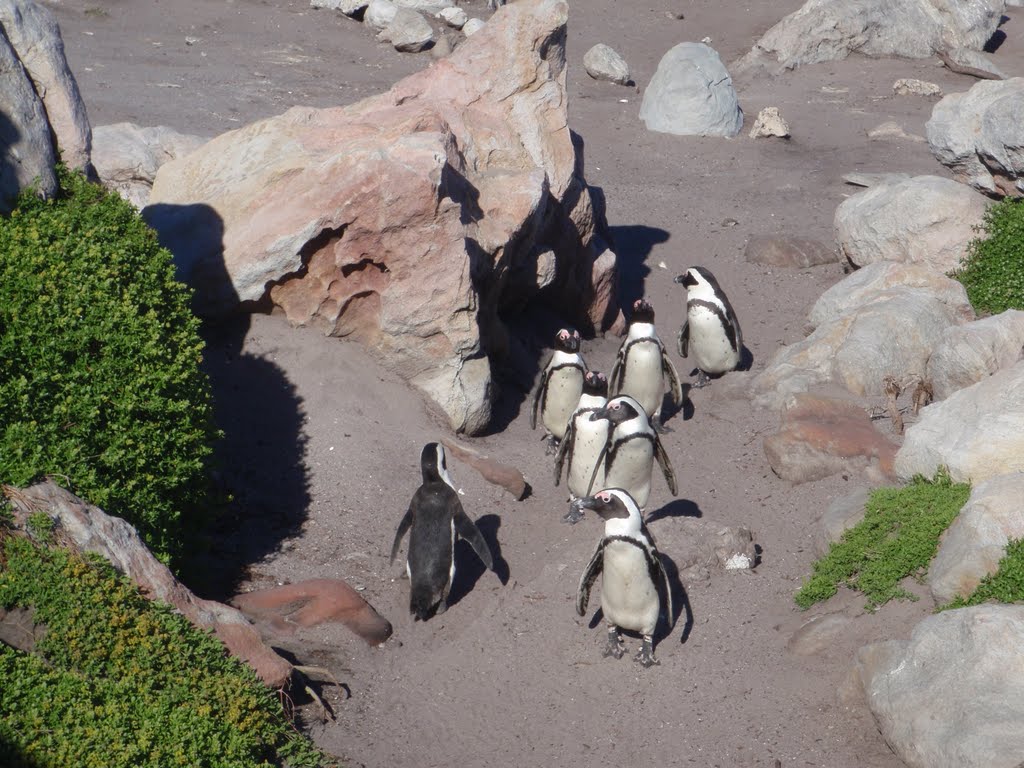 Penguins at Stony Point by ufo22jim