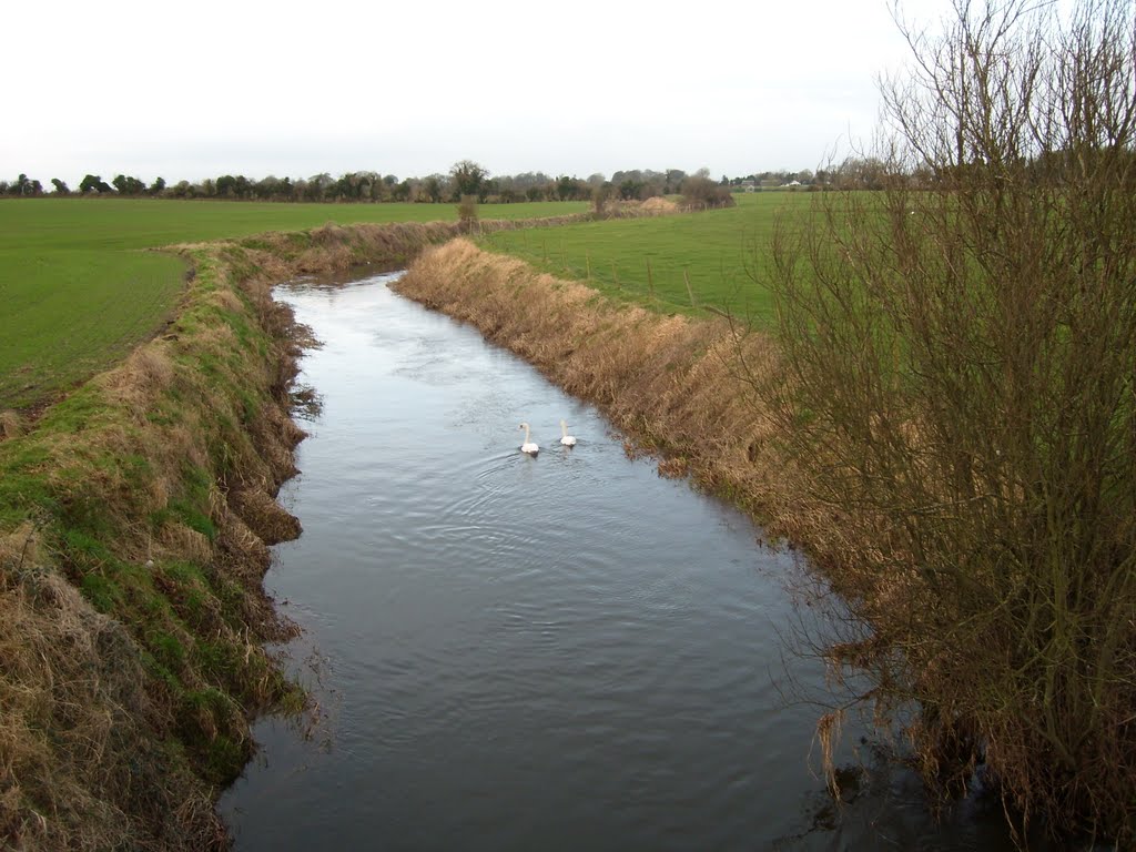 Ballyfallon swans by noelfa