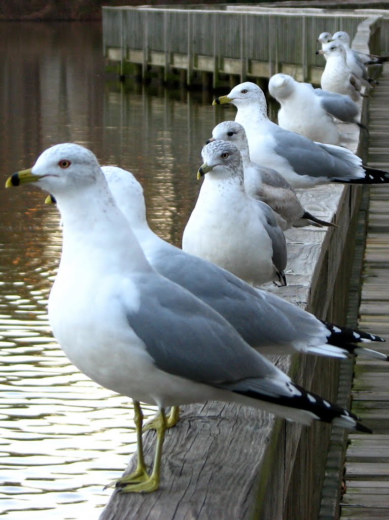 The gull with no face is protected by the others! by David Brown Photography