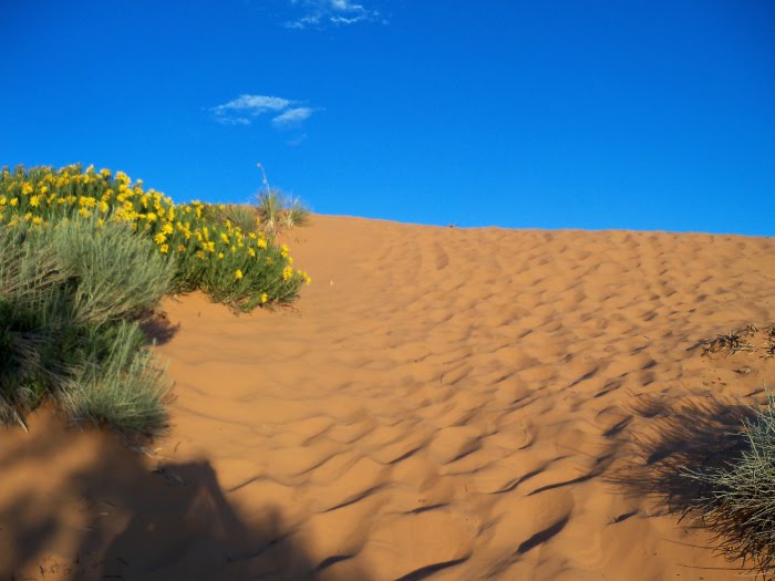 Edge Of The Dunes by briantravelman