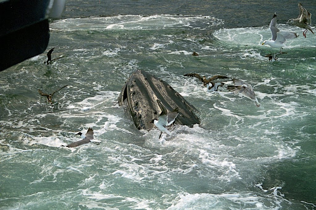 WHALE WATCHING OFF PLYMOUTH MA CAPT JOHN by pilgrimcowgirl