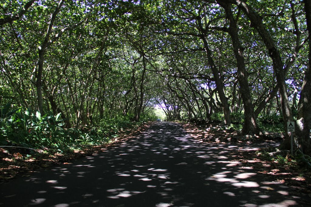 Waianapanapa State Park, Maui, HI by Robert Kosi