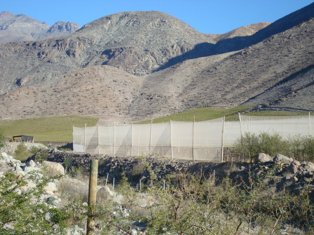 Valle del río Elqui, La Serena, Chile by Patricia Santini