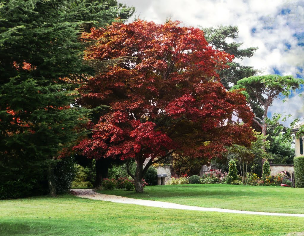 Red maple in Chateau Garden by Tannay Vaud