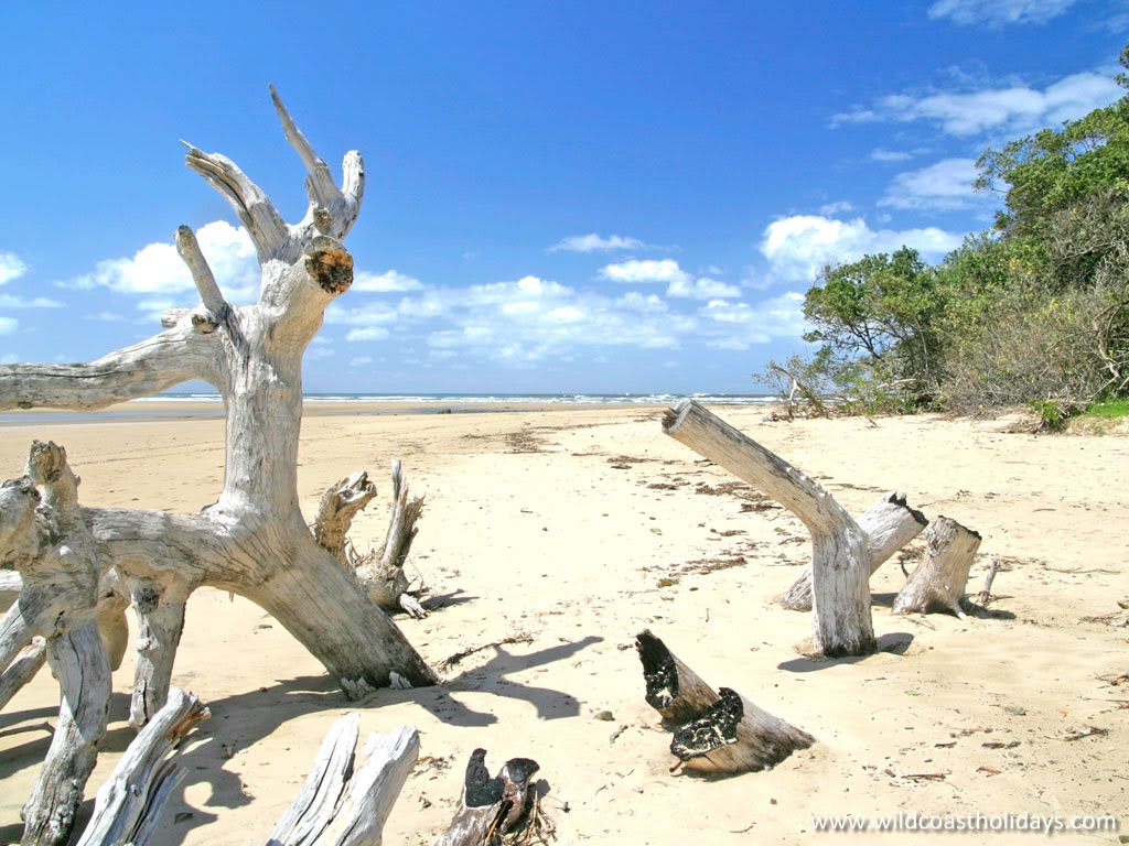 Kei Mouth driftwood by garethphoto